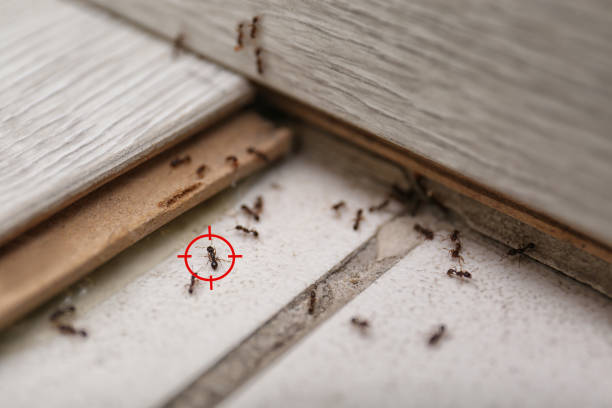 Best Spider Control Near Me  in Beattyville, KY
