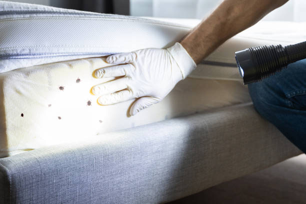 Best Affordable Pest Control Services  in Beattyville, KY
